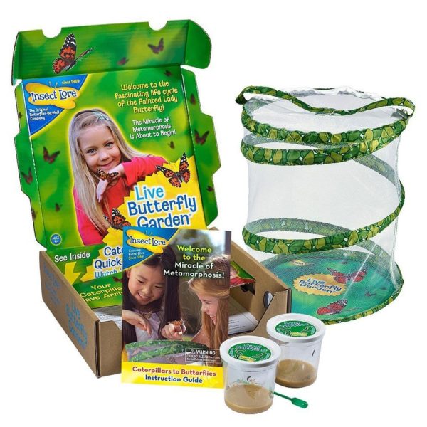 Caterpillar to Butterfly Kit for Kids - ToyTico